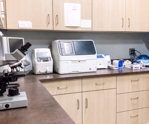 lab
